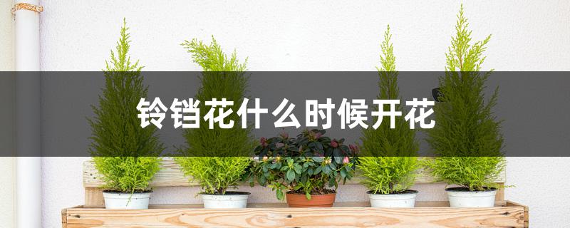 铃铛花什么时候开花 铃铛花什么时候开花