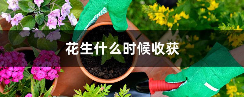 花生什么时候收获