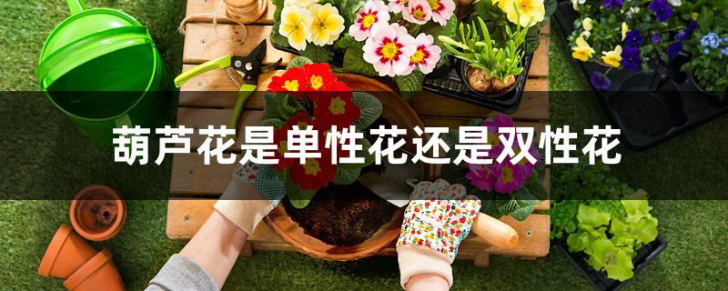葫芦花是单性花还是双性花 葫芦花是单性花还是双性花