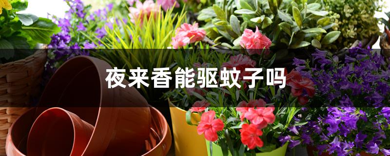 夜来香能驱蚊子吗 夜来香能驱蚊子吗