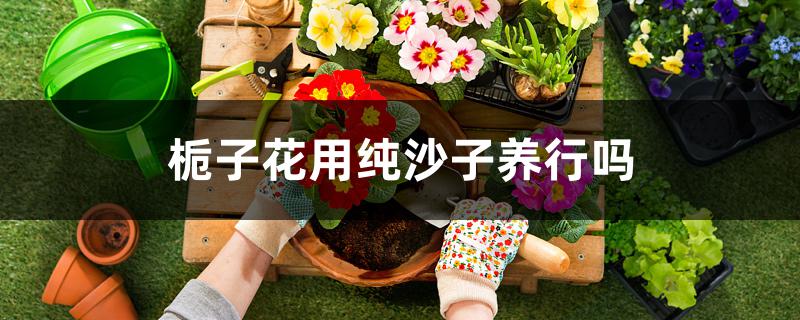 栀子花用纯沙子养行吗