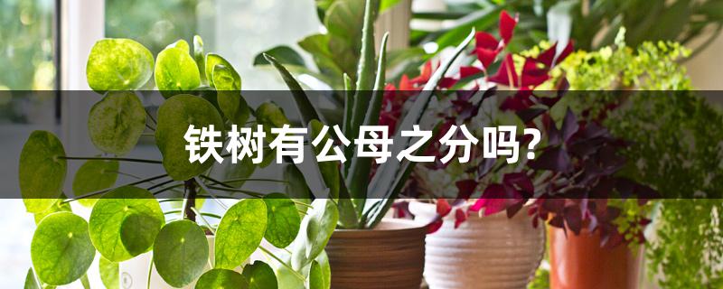 铁树有公母之分吗? 铁树有公母之分吗?