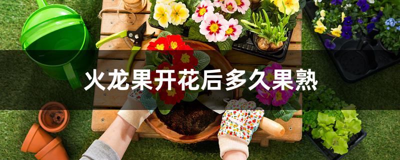 火龙果开花后多久果熟 火龙果开花后多久果熟
