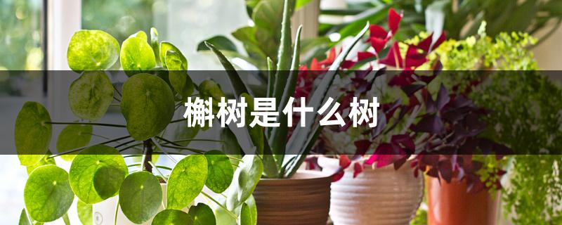 槲树是什么树 槲树是什么树