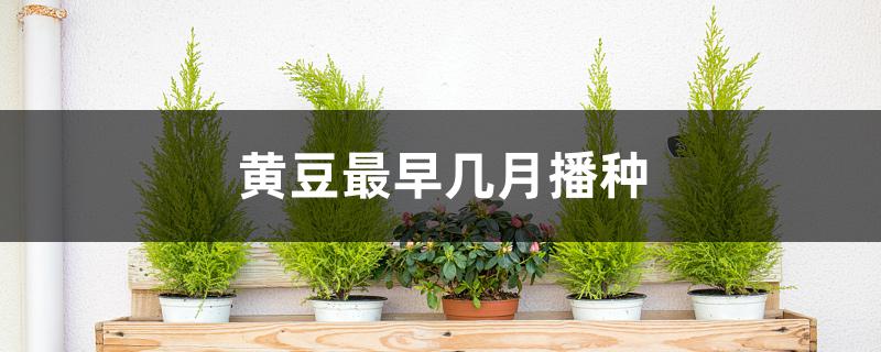 黄豆最早几月播种