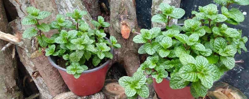 夏天可以用来驱虫的植物是