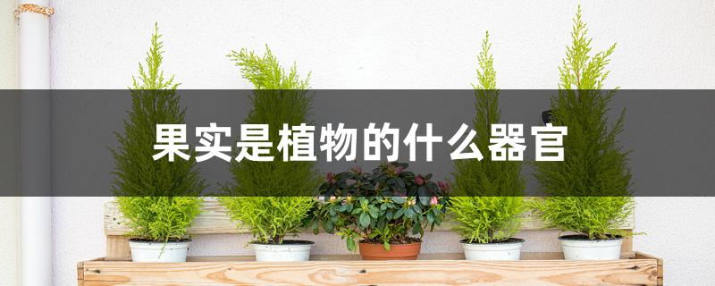 果实是植物的什么器官