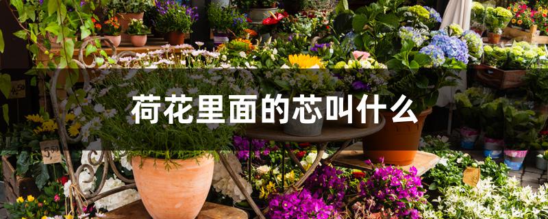 荷花里面的芯叫什么 荷花里面的芯叫什么