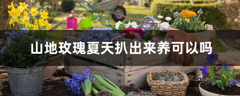 山地玫瑰夏天扒出来养可以吗