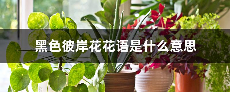黑色彼岸花花语是什么意思
