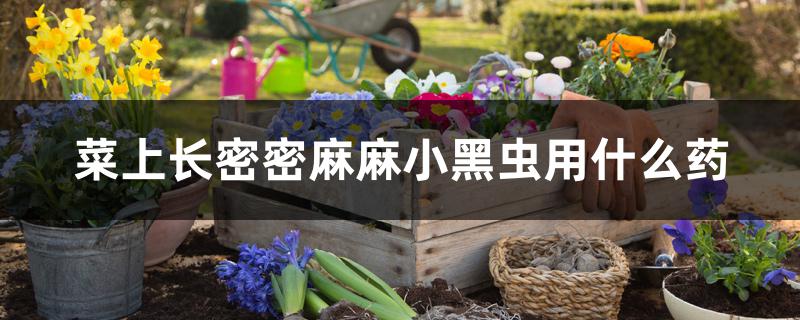 菜上长密密麻麻小黑虫用什么药 菜上长密密麻麻小黑虫用什么药