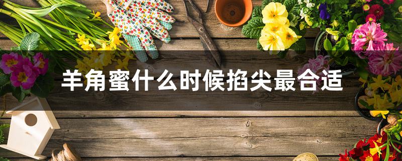 羊角蜜什么时候掐尖最合适 羊角蜜什么时候掐尖最合适