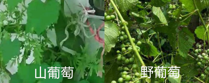 山葡萄与野葡萄区别