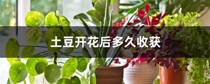 土豆开花后多久收获