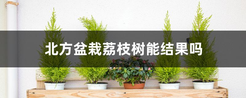 北方盆栽荔枝树能结果吗