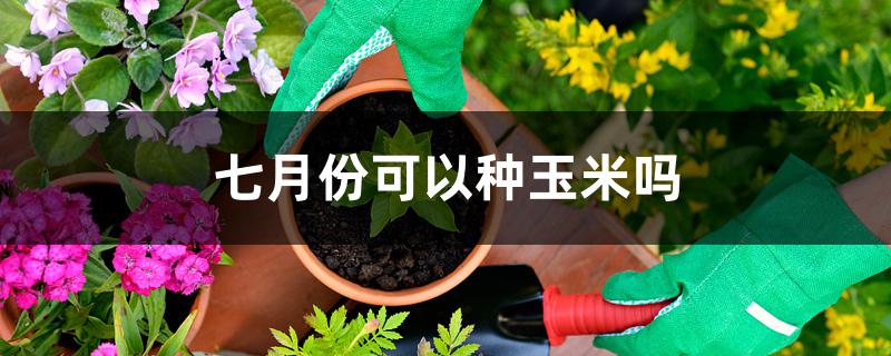 七月份可以种玉米吗 七月份可以种玉米吗