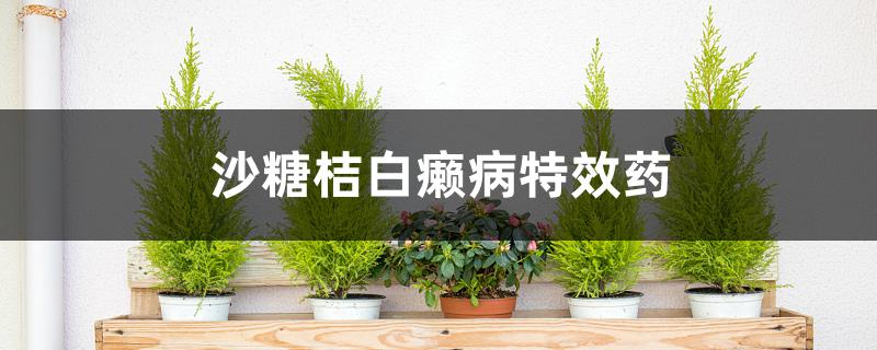 沙糖桔白癞病特效药