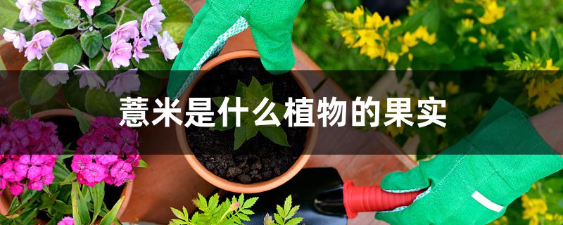 薏米是什么植物的果实