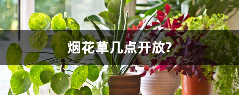 烟花草几点开放?