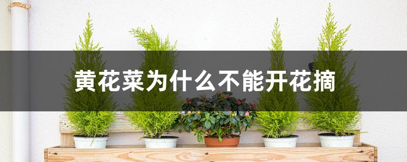 黄花菜为什么不能开花摘