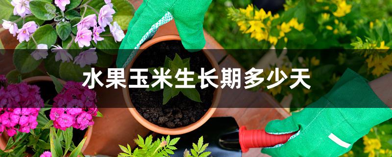 水果玉米生长期多少天 水果玉米生长期多少天