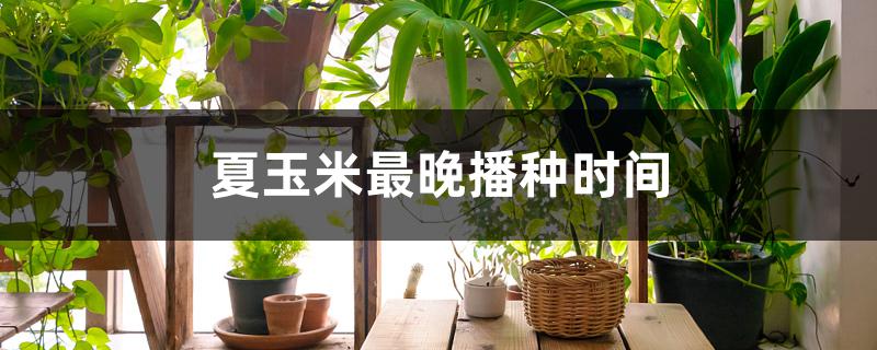 夏玉米最晚播种时间