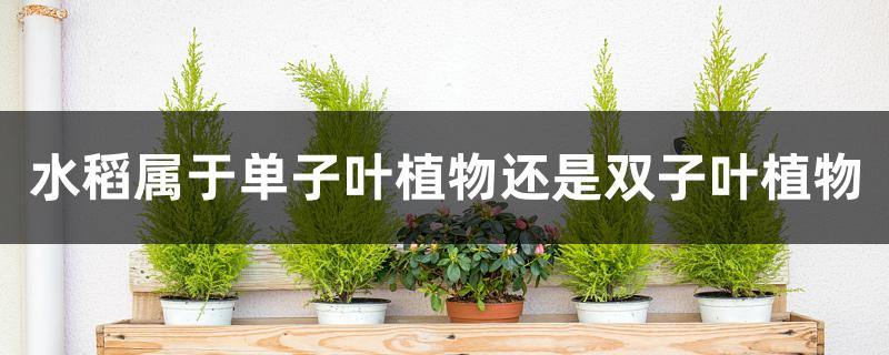 水稻属于单子叶植物还是双子叶植物