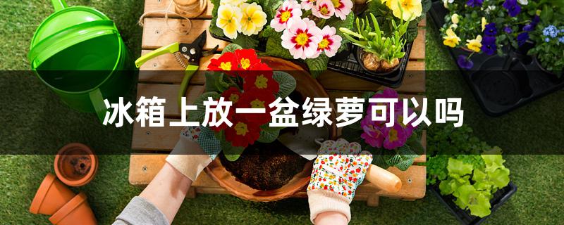 冰箱上放一盆绿萝可以吗 冰箱上放一盆绿萝可以吗