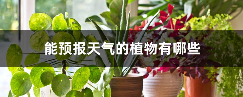 能预报天气的植物有哪些