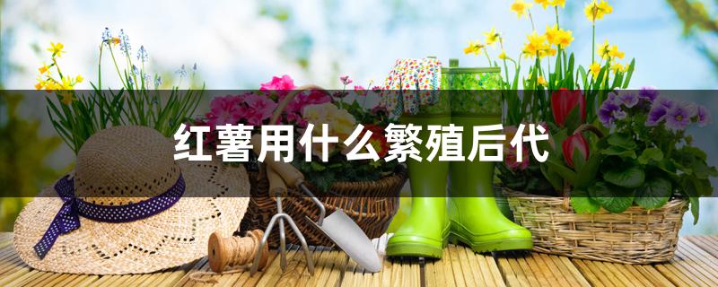 红薯用什么繁殖后代 红薯用什么繁殖后代