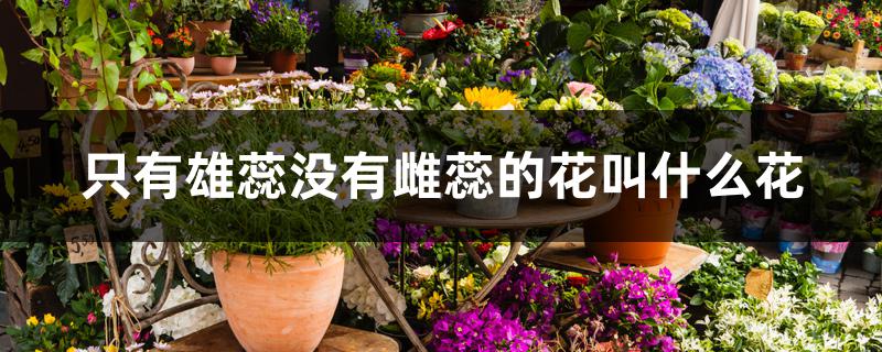 只有雄蕊没有雌蕊的花叫什么花