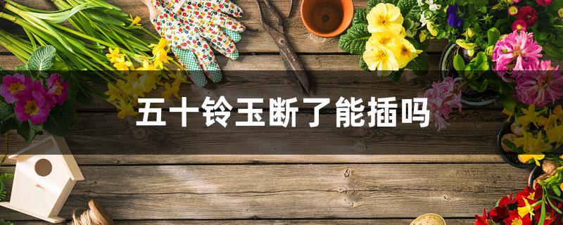 五十铃玉断了能插吗 五十铃玉断了能插吗