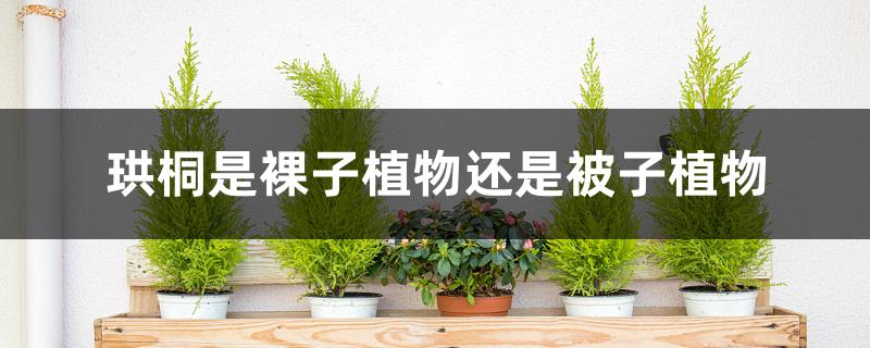 珙桐是裸子植物还是被子植物