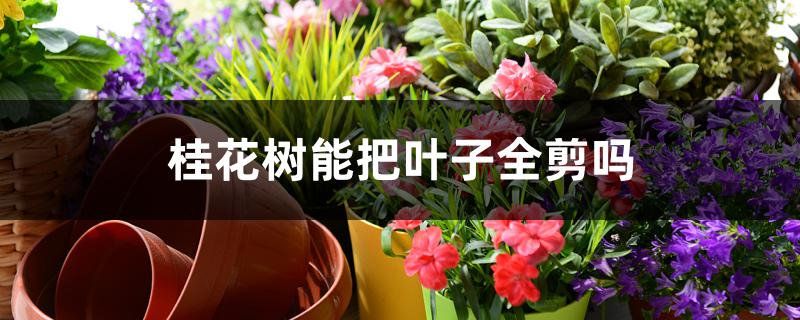 桂花树能把叶子全剪吗