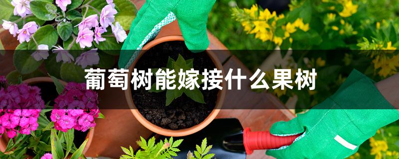 葡萄树能嫁接什么果树 葡萄树能嫁接什么果树