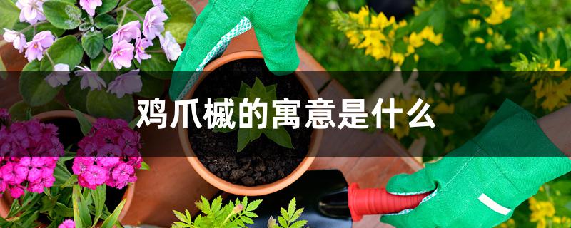 鸡爪槭的寓意是什么 鸡爪槭的寓意是什么