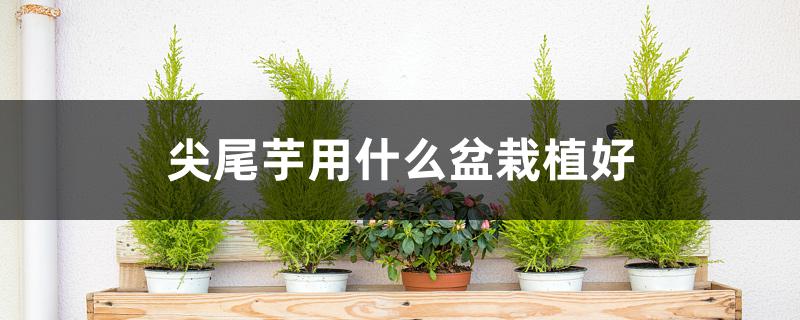 尖尾芋用什么盆栽植好 尖尾芋用什么盆栽植好