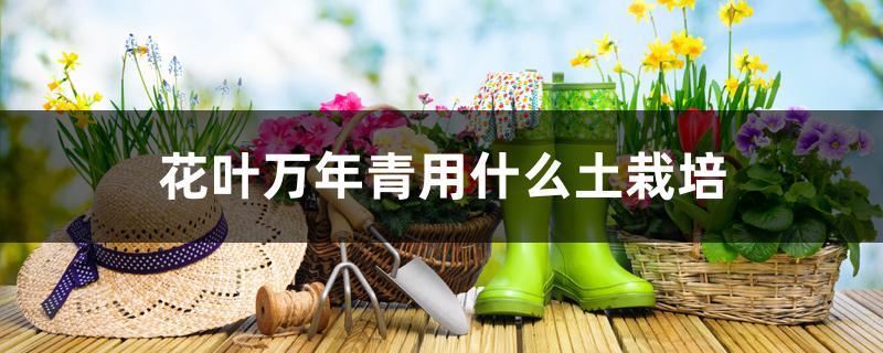 花叶万年青用什么土栽培