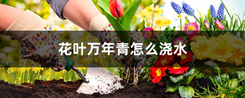 花叶万年青怎么浇水 花叶万年青怎么浇水