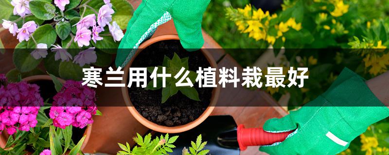 寒兰用什么植料栽最好