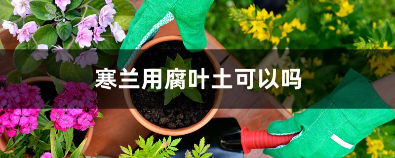 寒兰用腐叶土可以吗 寒兰用腐叶土可以吗