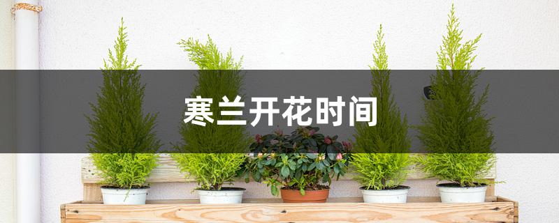 寒兰开花时间