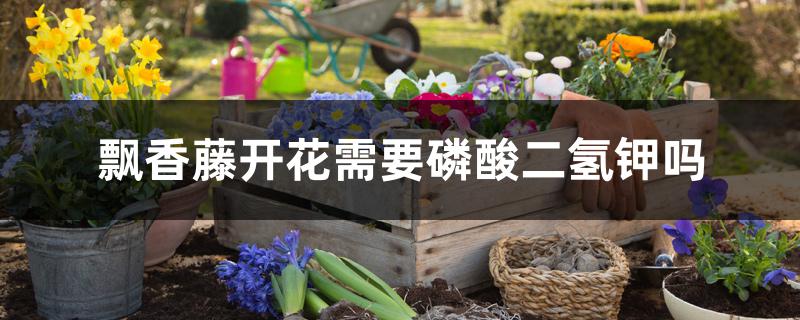 飘香藤开花需要磷酸二氢钾吗