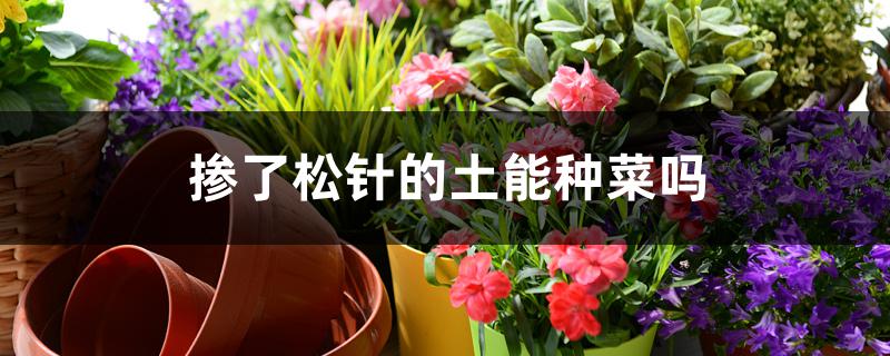 掺了松针的土能种菜吗 掺了松针的土能种菜吗