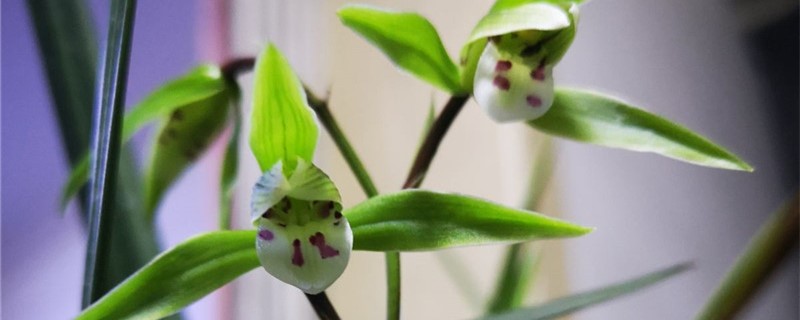 寒兰的花语是什么 寒兰的花语是什么