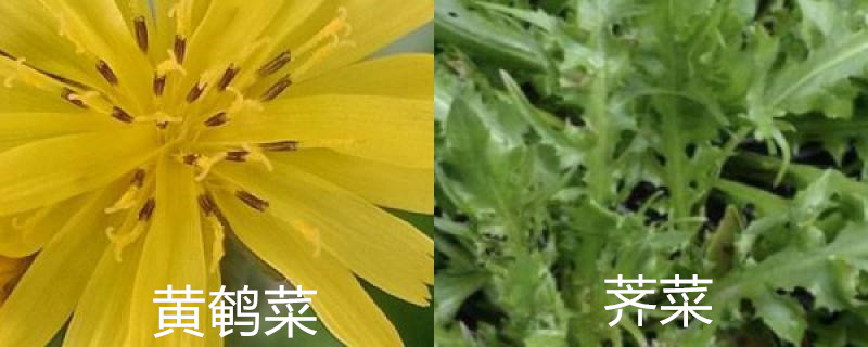 黄鹌菜和荠菜怎样区分