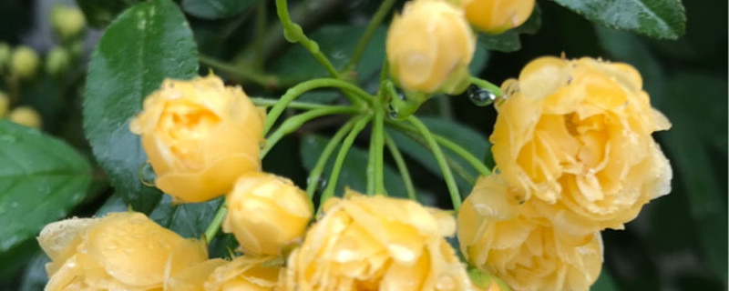 黄木香花语是什么 黄木香花语是什么