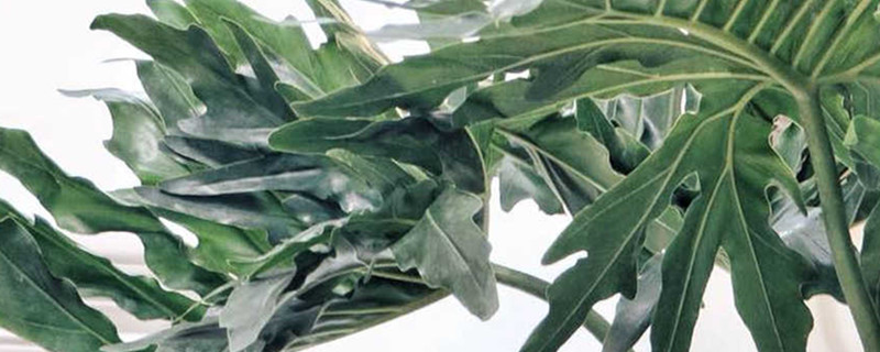 春羽的茎直不起来