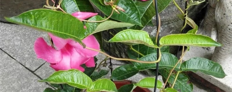 盆栽飘香藤冬天怎么养