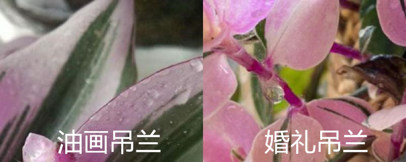 油画吊兰和婚礼吊兰的区别